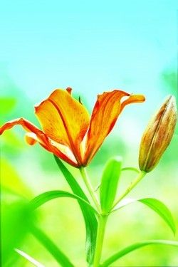 Тумба МТ-404-50