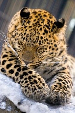 Обеденный стол SS-102-50