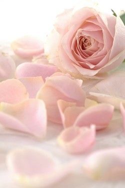 Обеденный стол SS-101-50